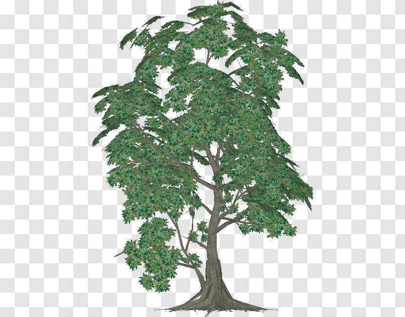 Chinese Sweet Plum Evergreen Plane Trees Leaf - Sageretia Theezans - Bohemian Rhapsody Transparent PNG