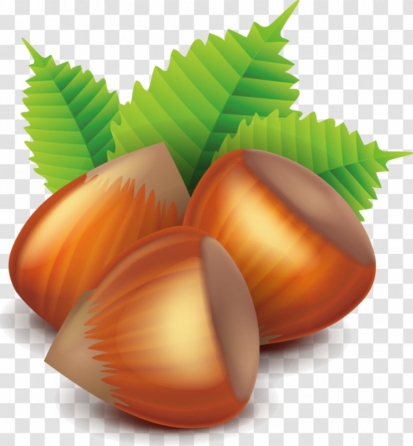 Nucule Euclidean Vector - Food - Hazelnut Transparent PNG