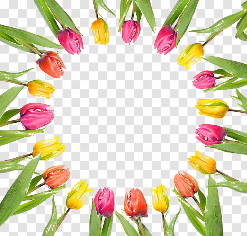 International Womens Day Holiday Ansichtkaart Woman Daytime - Tulip Picture Material Around Transparent PNG