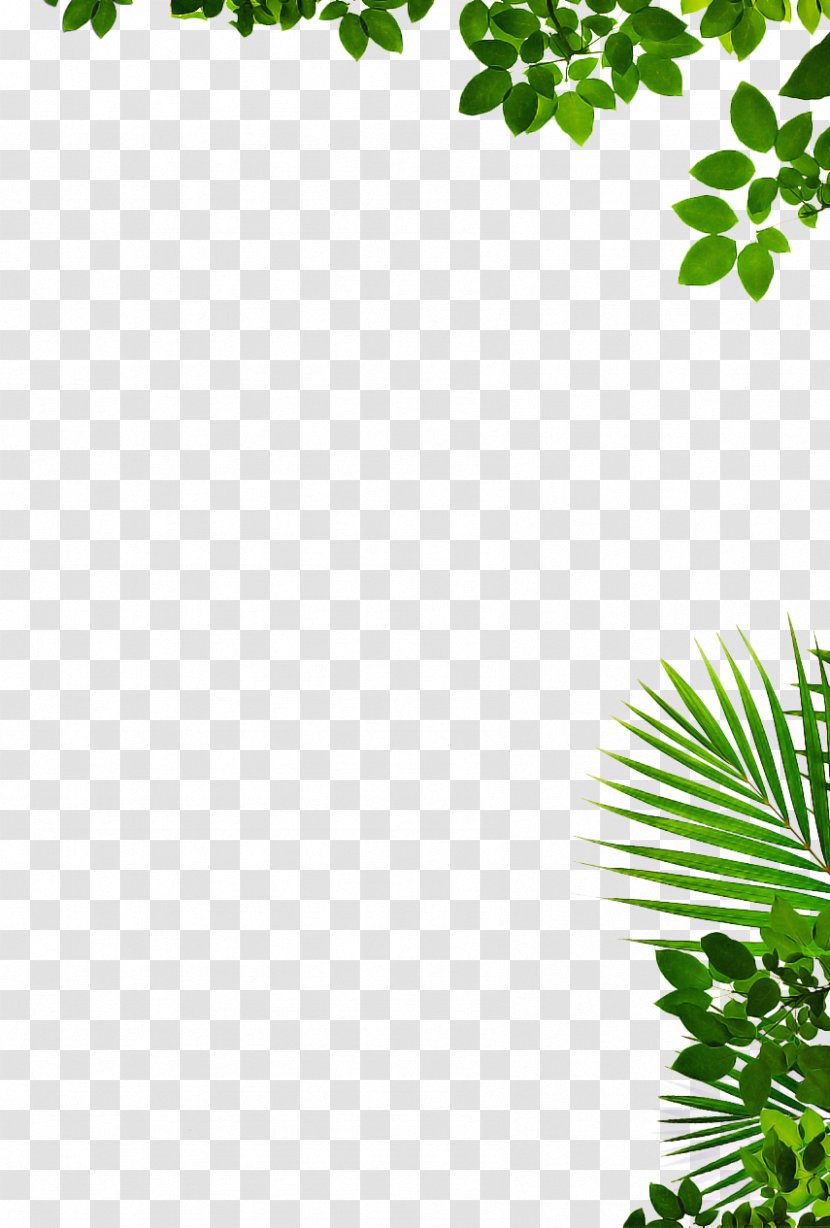 Green Leaf Background - Tree - Vascular Plant Flower Transparent PNG
