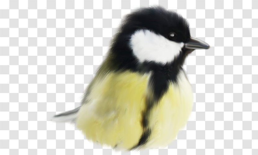 Cute Birds Animal - Digital Image - Bird Transparent PNG