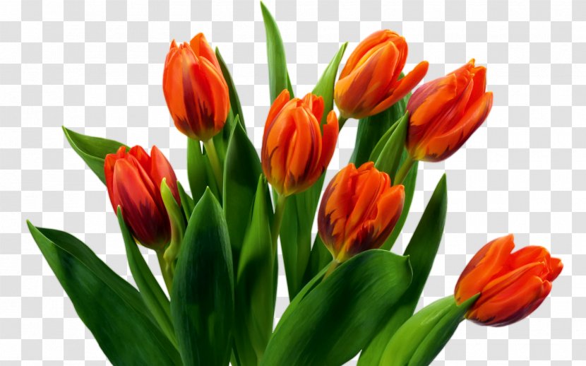 Flower Bouquet Tulip - Bud Transparent PNG