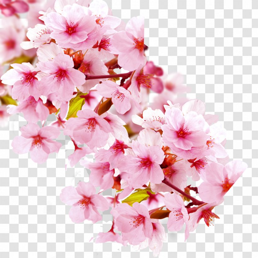 Wuzhishan City Cherry Blossom Flowering Tea Petal - Love - Elements Transparent PNG