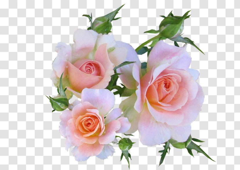 Rose Card Flower Floral Design Image - Greeting Note Cards Transparent PNG