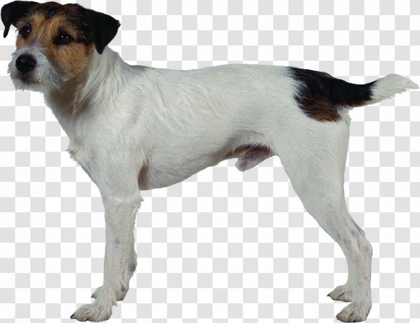 Jack Russell Terrier Parson Miniature Fox Smooth Tenterfield - Dog Like Mammal - Super Transparent PNG