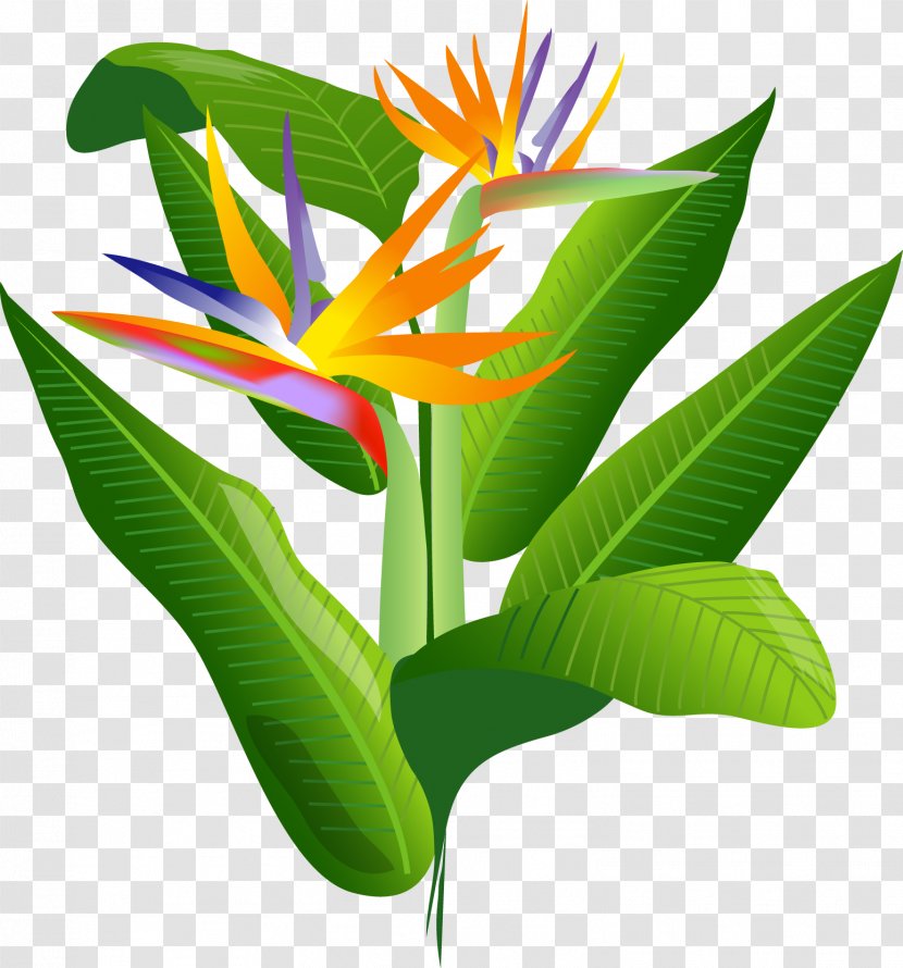 Bird Of Paradise Flower - Plant Transparent PNG