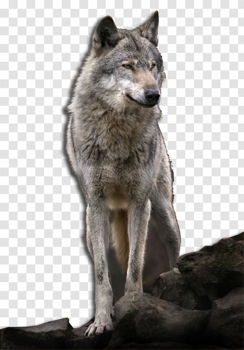 Kunming Wolfdog Saarloos Coyote Alaskan Tundra Wolf Red - Carnivoran - Emc Transparent PNG
