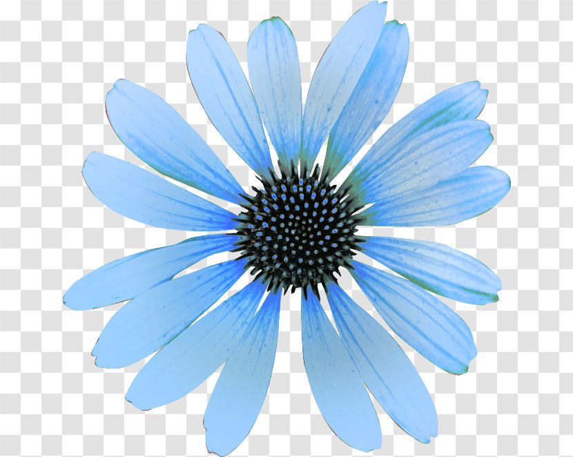 Sky Blue Flower Clip Art - Mavi Jeans Transparent PNG