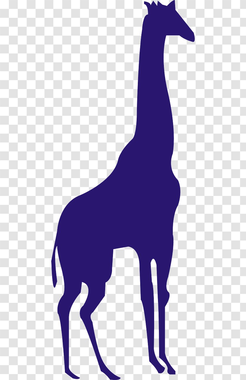 Northern Giraffe Animal - Horse - African Transparent PNG