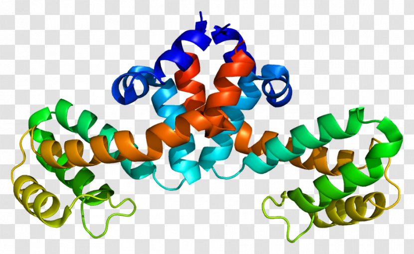 RGS1 Regulator Of G Protein Signaling Gene - Cell Membrane - Gi Alpha Subunit Transparent PNG