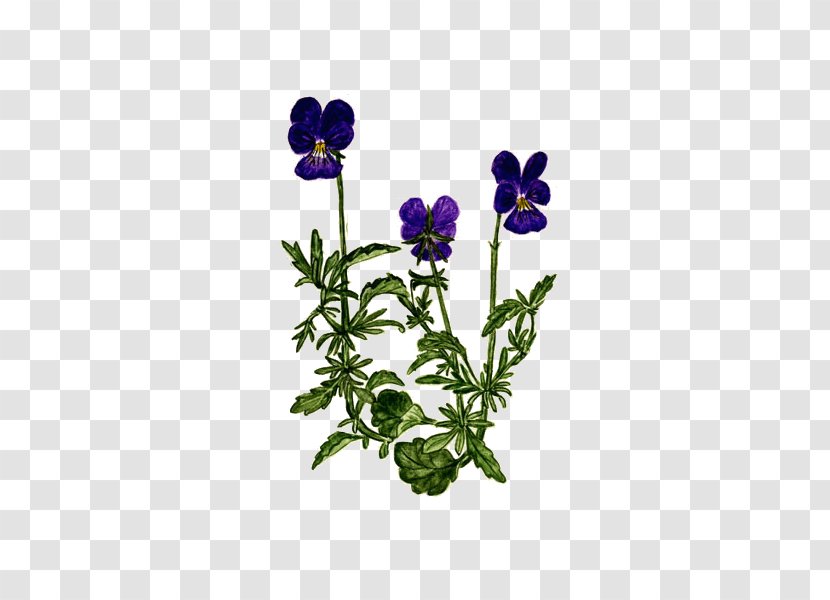 Plant Pansy Herbalism Violet Phytotherapy - Family - Tricolor Transparent PNG