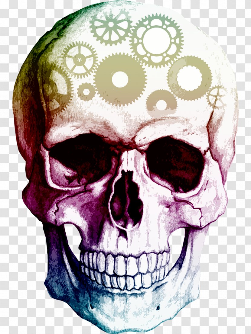 Skull Human Skeleton Clip Art - Skulls Transparent PNG