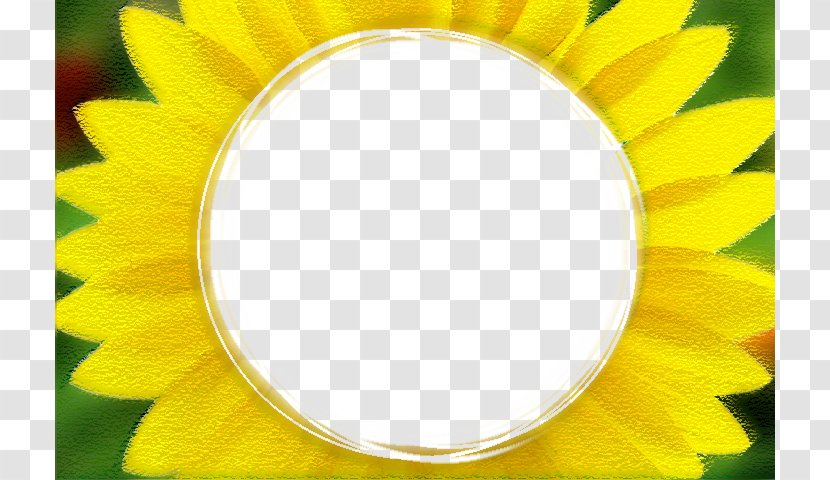 Common Sunflower - Flower - Border Transparent PNG