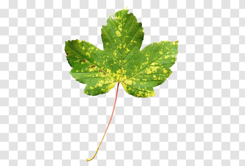 Maple Leaf Green Autumn Color Transparent PNG