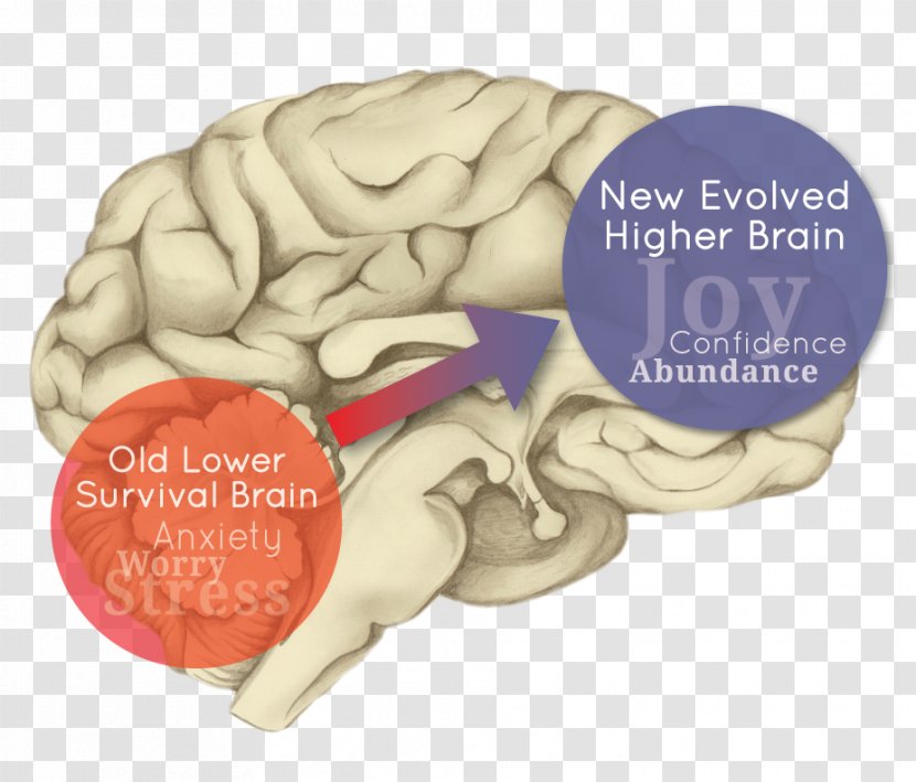Human Brain Cerebral Hemisphere Evolution Limbic System - Watercolor Transparent PNG