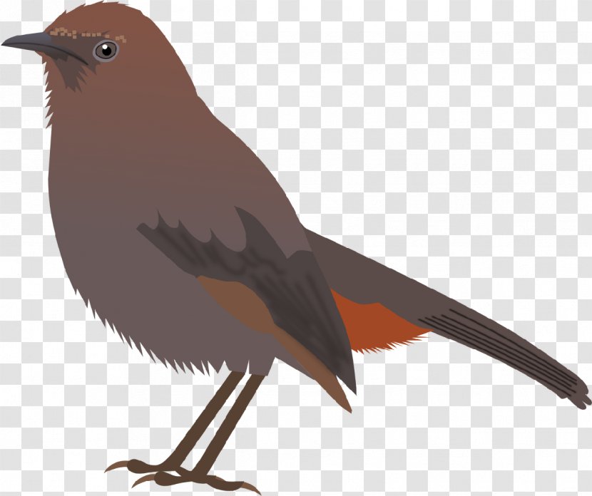 Common Blackbird Myna Nightingale Asian Koel - Crow - Bird Transparent PNG