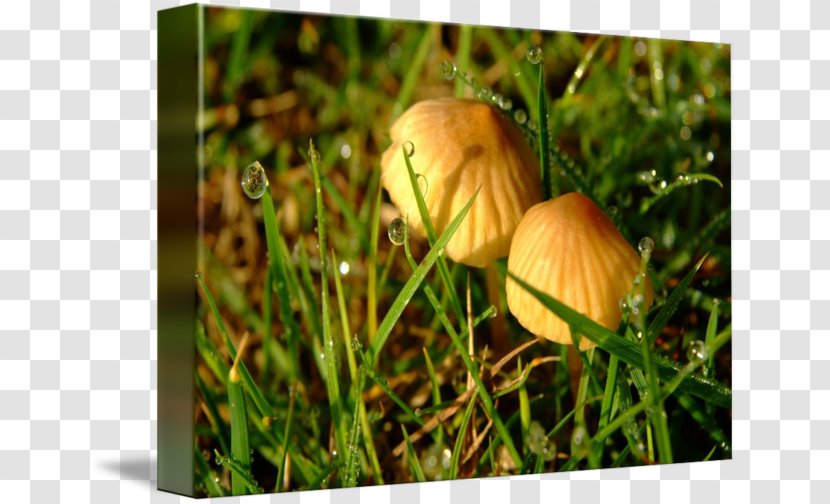 Winter Squash Edible Mushroom Plant Stem Cucurbita - Dew Transparent PNG