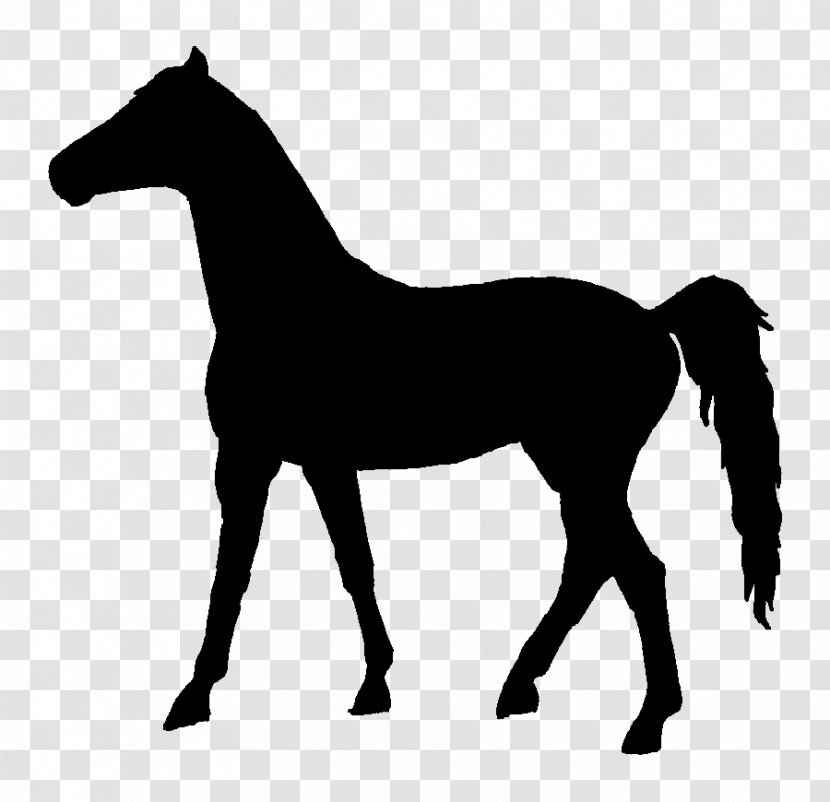 Mustang Pony Foal Mare Stallion - Line Art Transparent PNG