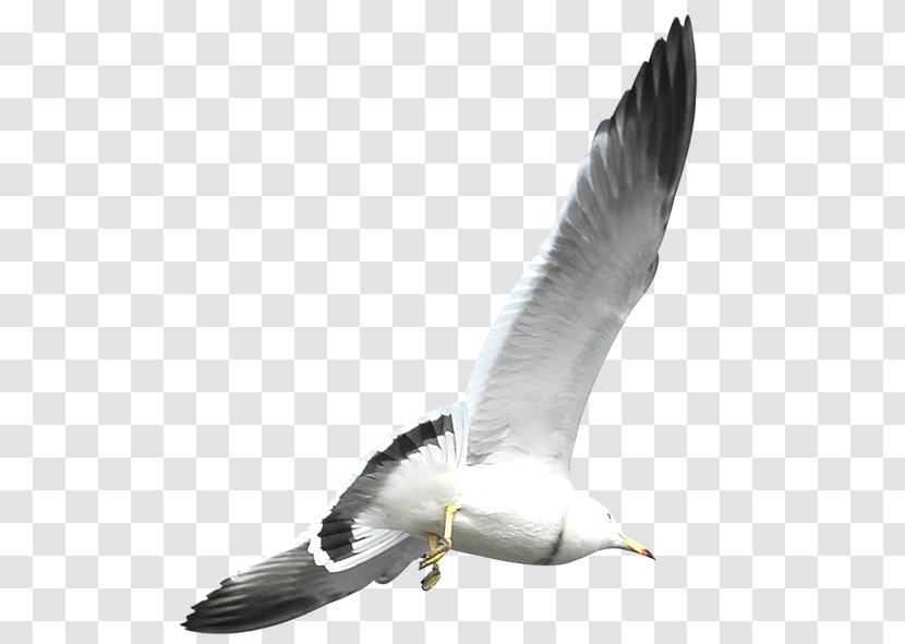 European Herring Gull Flight Bird Common - Beak - Flying Seagulls Transparent PNG