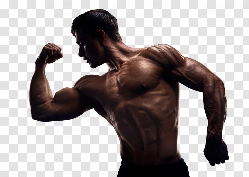 Muscle Bodybuilding Physical Fitness Arm - Silhouette Transparent PNG