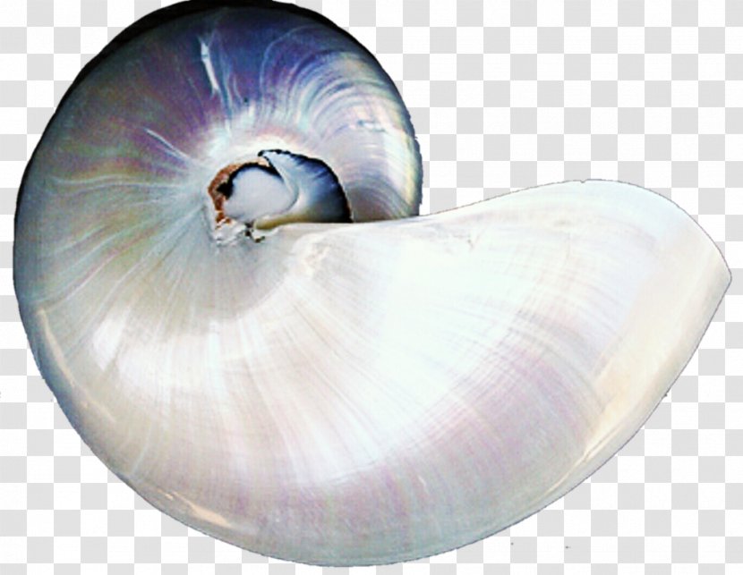 Seashell Gastropods Invertebrate Pearl Gastropod Shell - Wallpaper Group - PEARL SHELL Transparent PNG