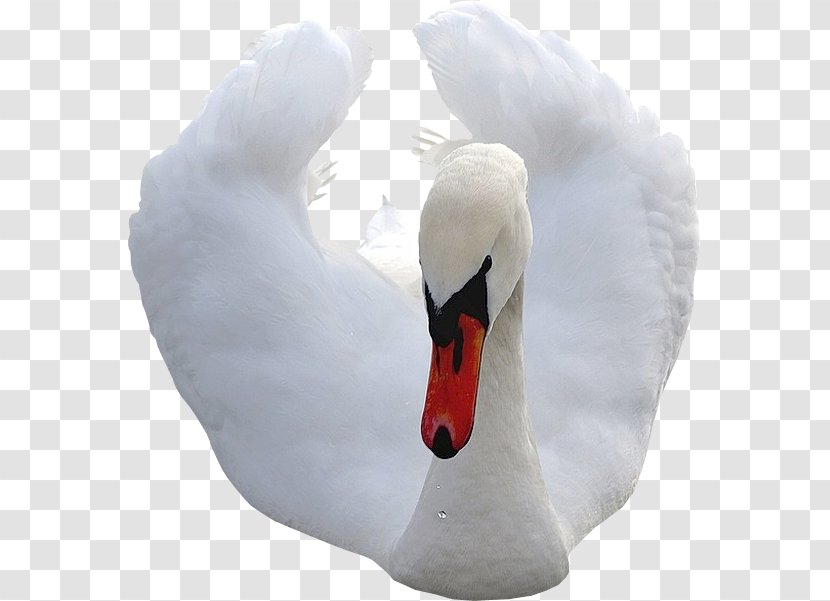 Cygnini Duck Digital Image Clip Art - White Swan Transparent PNG