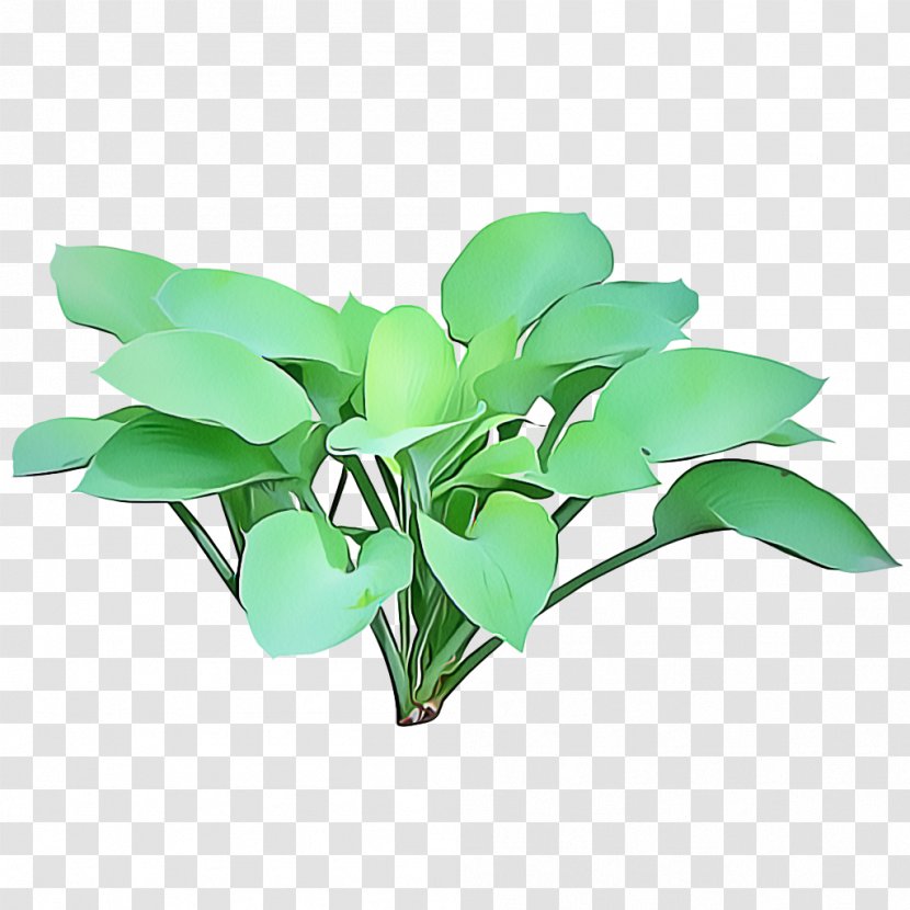 Leaf Flower Plant Green Flowering - Houseplant Transparent PNG