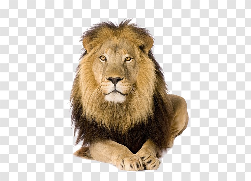 Lion Felidae Stock Photography Royalty-free Image - Mammal Transparent PNG