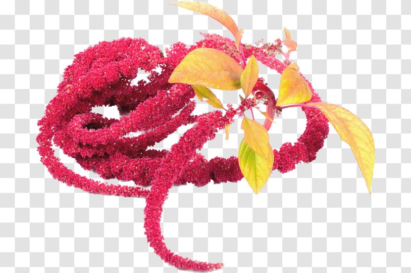 Joint Disease Preventive Healthcare Amaranth Kyiv - Prevence - Amaranthus Cruentus Transparent PNG