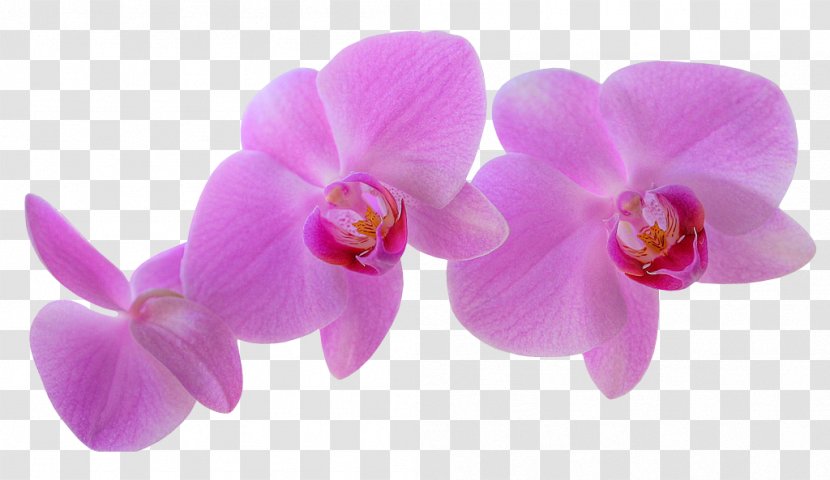 Cattleya Orchids Cut Flowers Cooktown Orchid - Plants - Psd Transparent PNG
