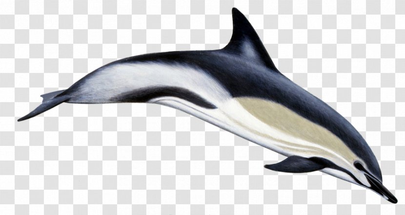 Short-beaked Common Dolphin Bottlenose Striped Long-beaked Transparent PNG