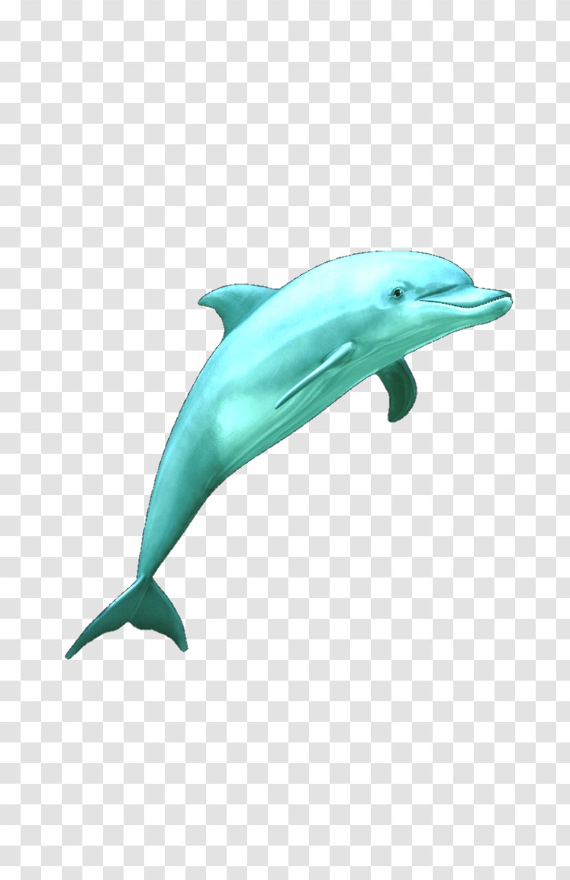 Common Bottlenose Dolphin Wholphin Tucuxi Rough-toothed Short-beaked - Organism - Aqua Transparent PNG