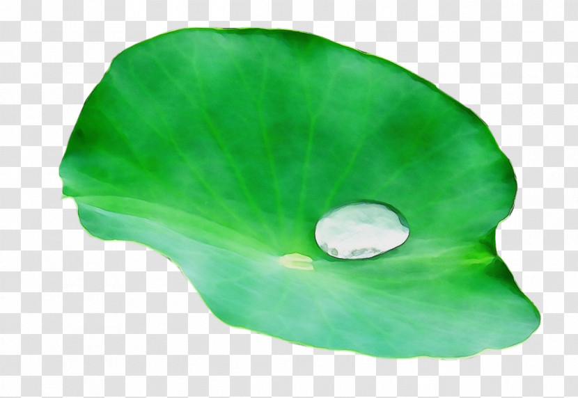 Leaf Green Science Plant Structure Biology Transparent PNG