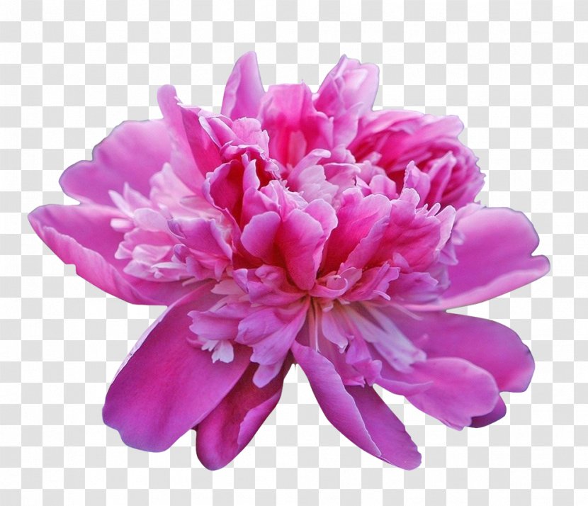 Peony Download Icon - Flower - The Sun Rose Red Transparent PNG