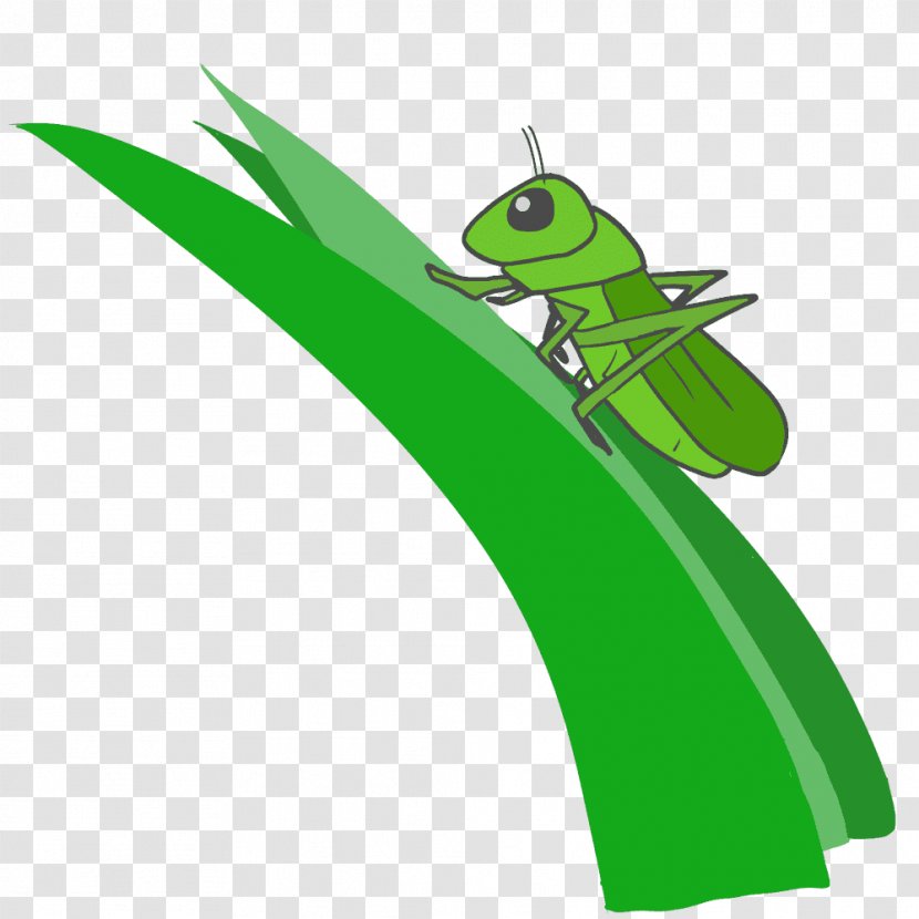Insect Caelifera Clip Art - Green Transparent PNG