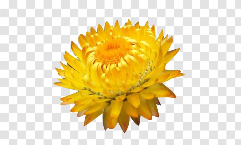 Chrysanthemum Petal Clip Art - Flowers Picture Material Transparent PNG
