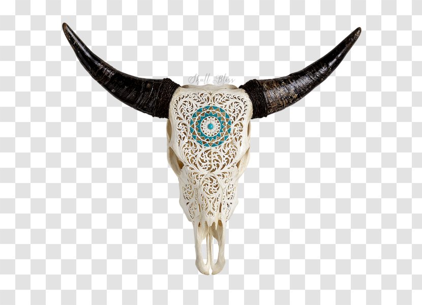 Texas Longhorn English Murray Grey Cattle Skull Transparent PNG