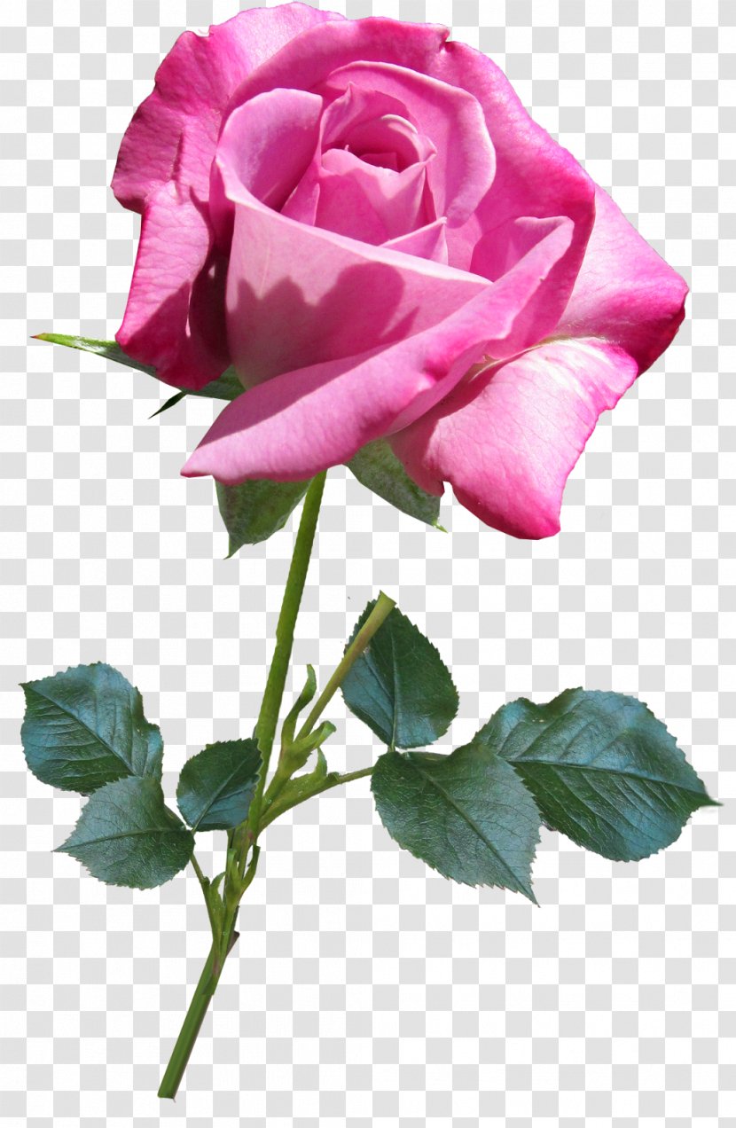 Garden Roses Flower Centifolia Love Transparent PNG