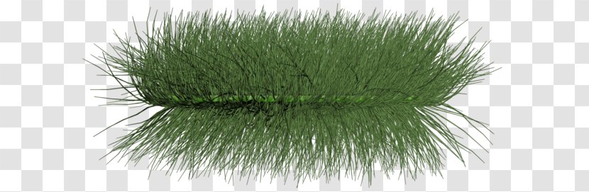 Aquatic Plants Grasses - Rendering Transparent PNG