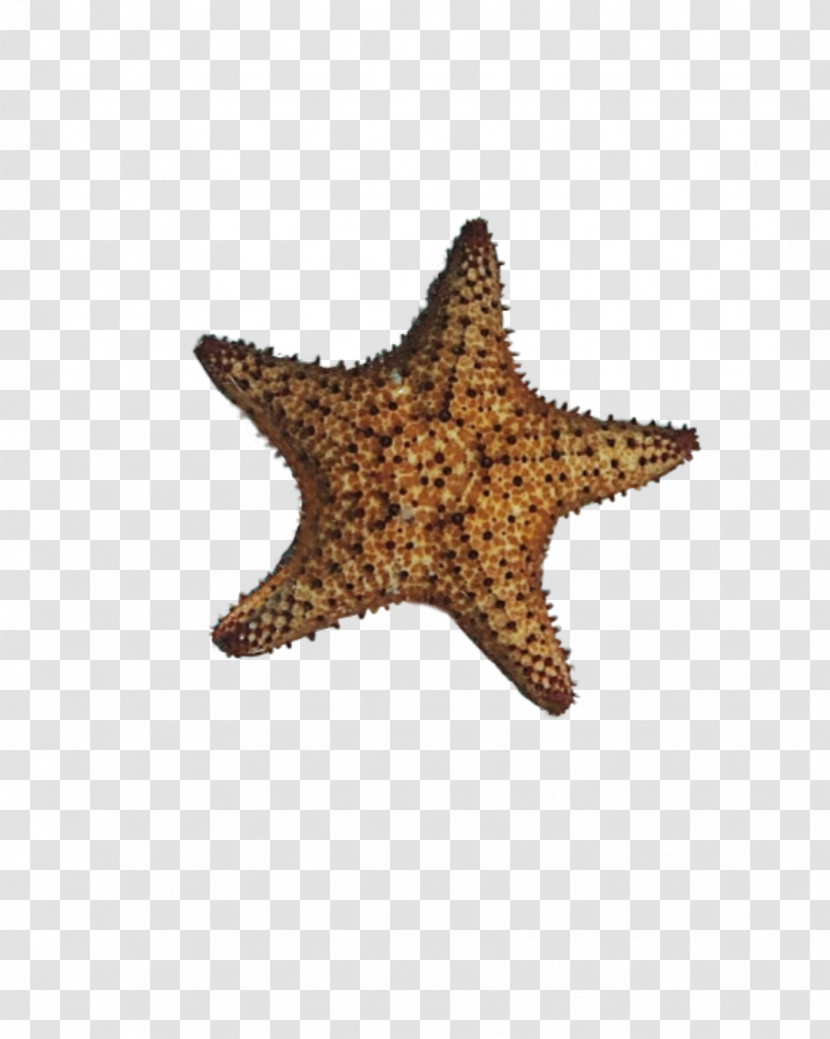 Starfish Star Transparent PNG