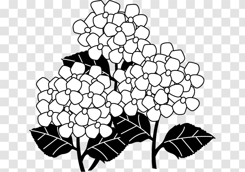 Black And White French Hydrangea Monochrome Painting - Season - Design Transparent PNG