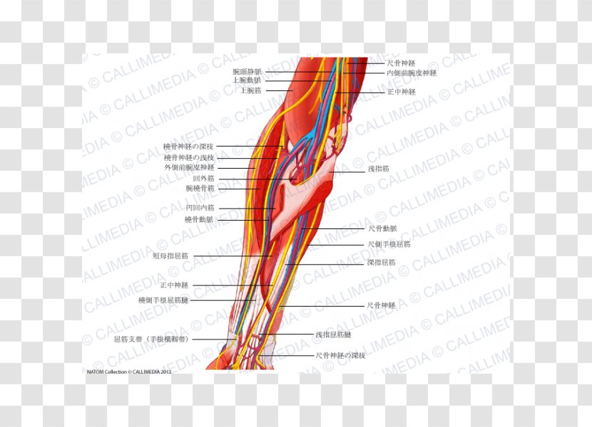 Forearm Ulnar Nerve Median Human Anatomy - Cartoon - Hand Transparent PNG