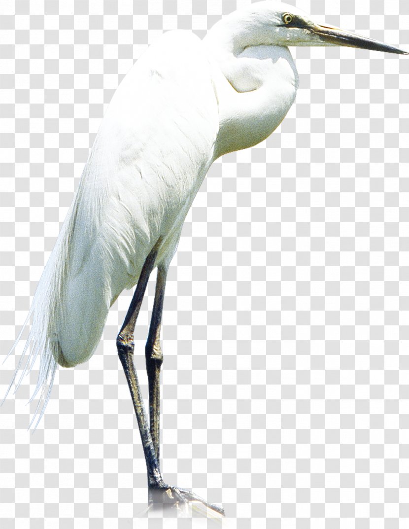 Heron Little Egret Great - Midautumn Festival - Crane Transparent PNG