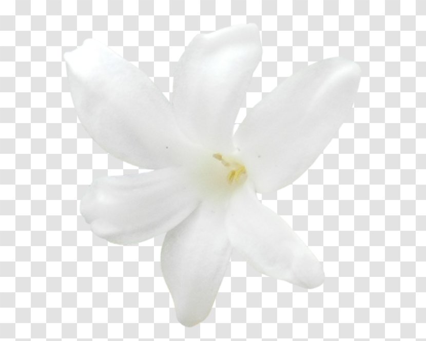 White Magnolia Family Petal - Jasmine Transparent PNG