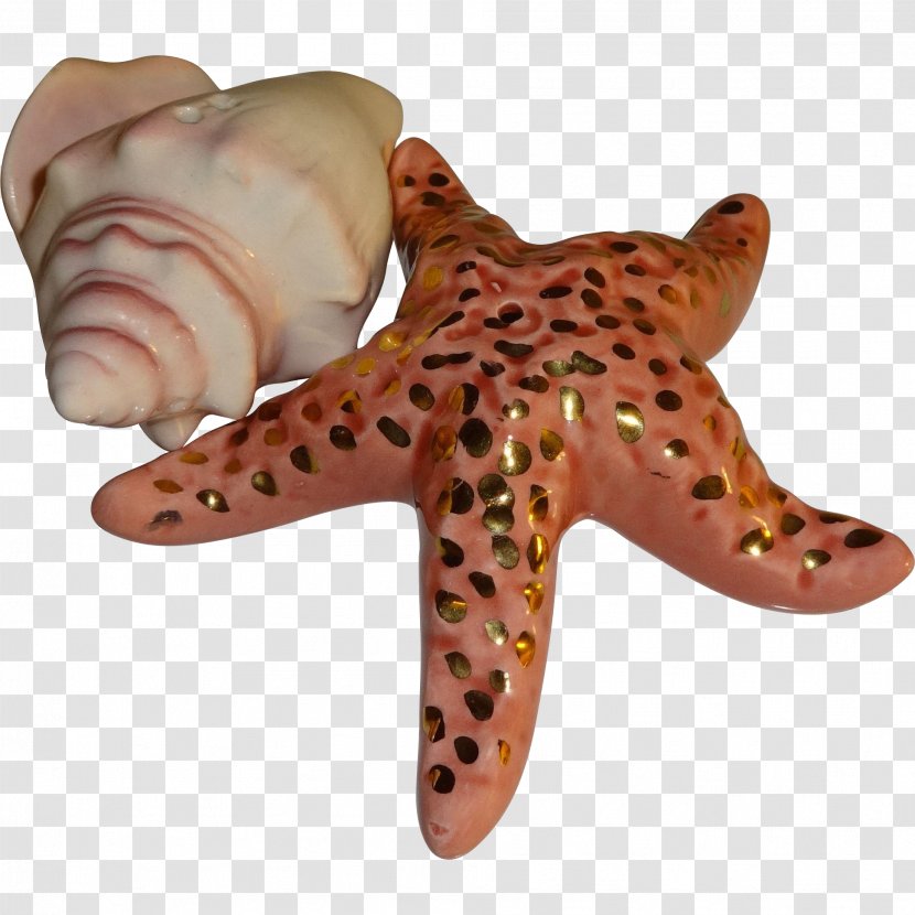 Marine Invertebrates Starfish Echinoderm Animal - Seashells Transparent PNG