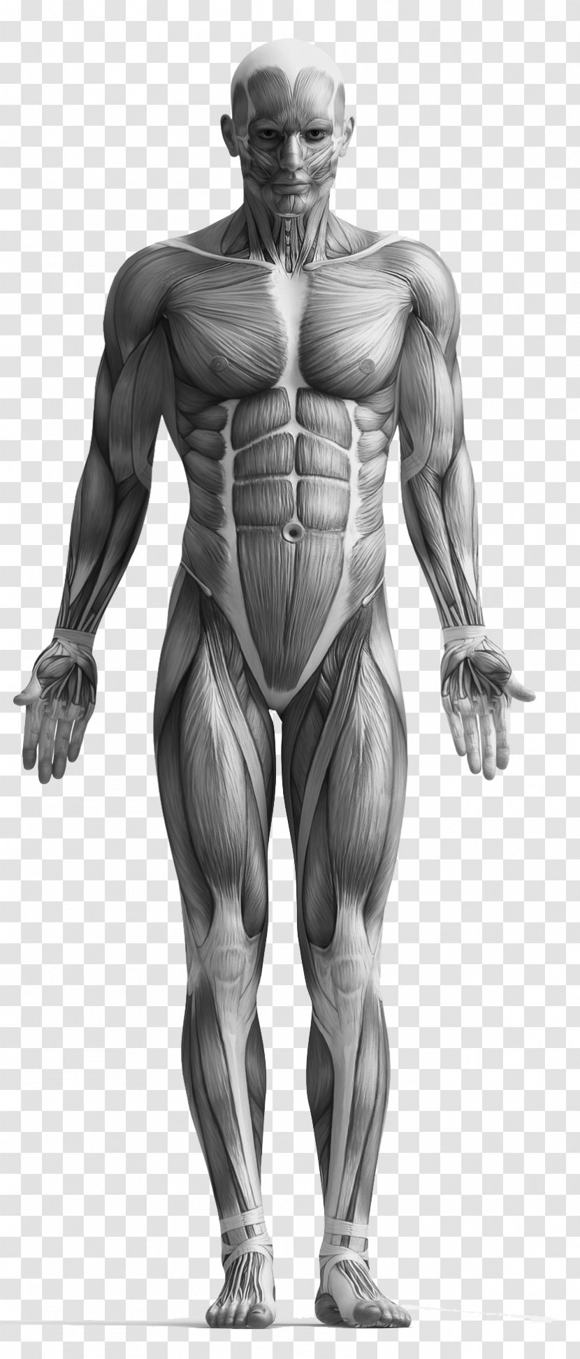 Myofascial Trigger Point Massage Physical Therapy Muscle - Cartoon - Anatomy Transparent PNG