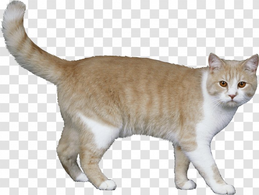 Cat Kitten Pet Sitting Felidae Dog - Homero Transparent PNG