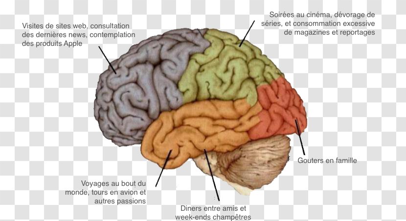 Agy Human Brain Nervous System Neuropsychology - Frame Transparent PNG