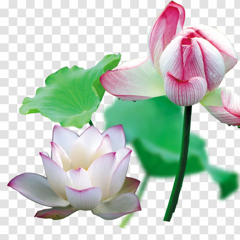 Nelumbo Nucifera Cut Flowers Bud Plant Stem Annual - Herbaceous - Lotus In Full Bloom Transparent PNG