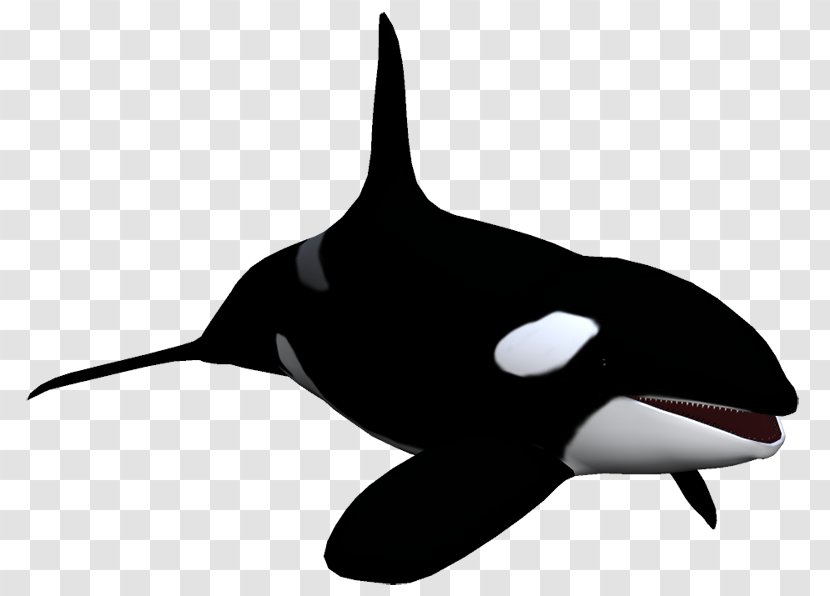 Killer Whale Dolphin Animal Clip Art - Organism Transparent PNG